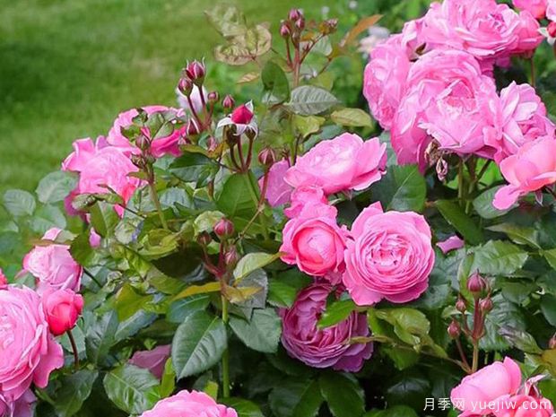 科隆百花园月季/科隆香水月季(图3)