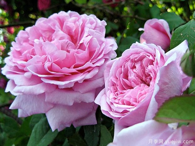 难以复刻的古典月季之美，跨时代月季推荐(图4)