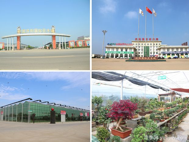 花木城：江苏沭阳国际花木城(图3)