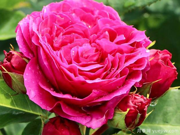 索菲露易丝月季(图3)