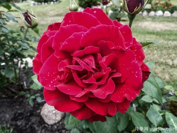 英国皮特月季，品种汇集(图2)