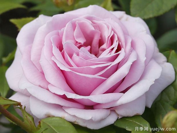 太平洋蓝月季/香水连衣裙月季/蓝色太平洋月季(图4)