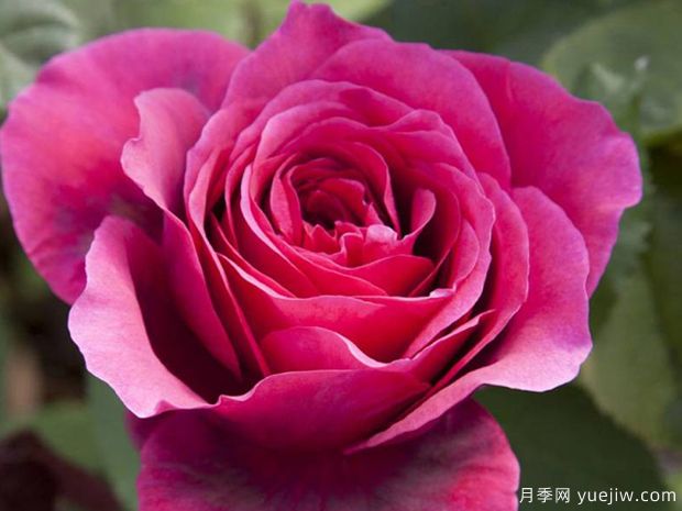 夏洛特兰普林月季(图2)