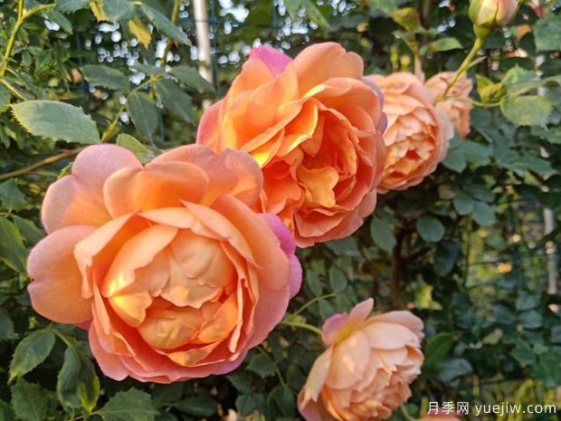 信阳月季应用和月季景观(图4)