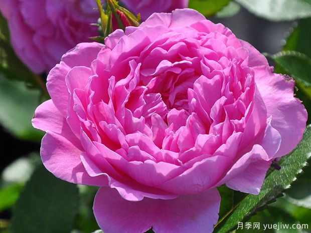 兰花韵事月季/天使湾月季/兰花浪漫(图2)