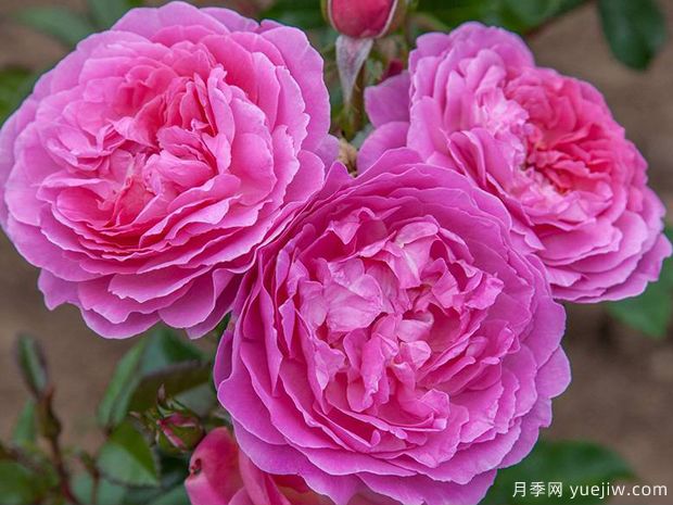 兰花韵事月季/天使湾月季/兰花浪漫(图3)