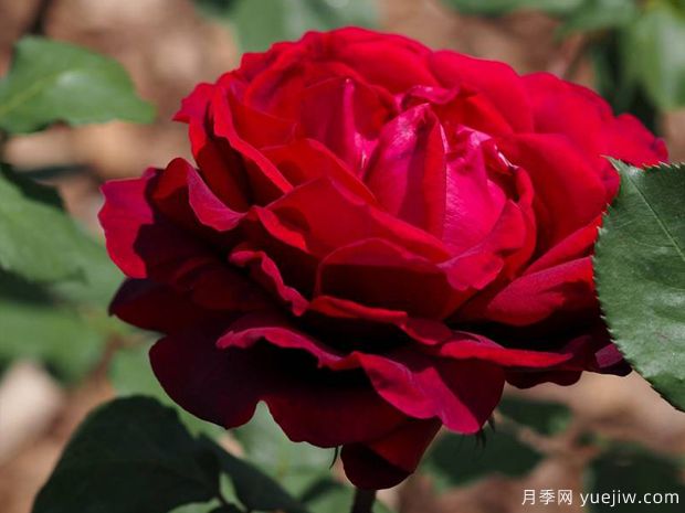 玫昂爸爸金禧月季(图2)