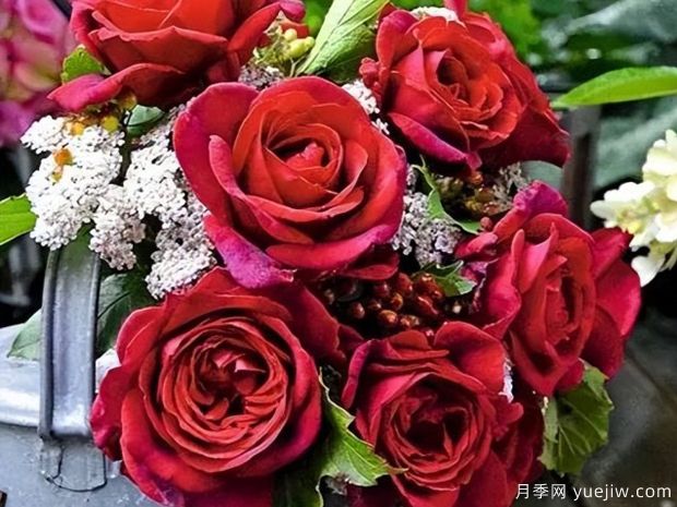 玫昂爸爸金禧月季(图3)