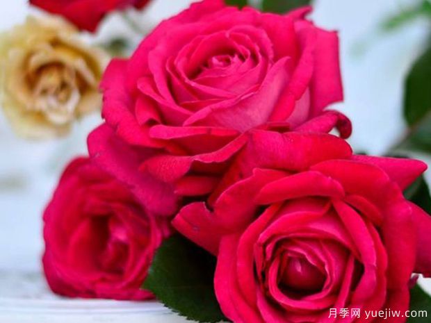 法式优雅月季(图4)