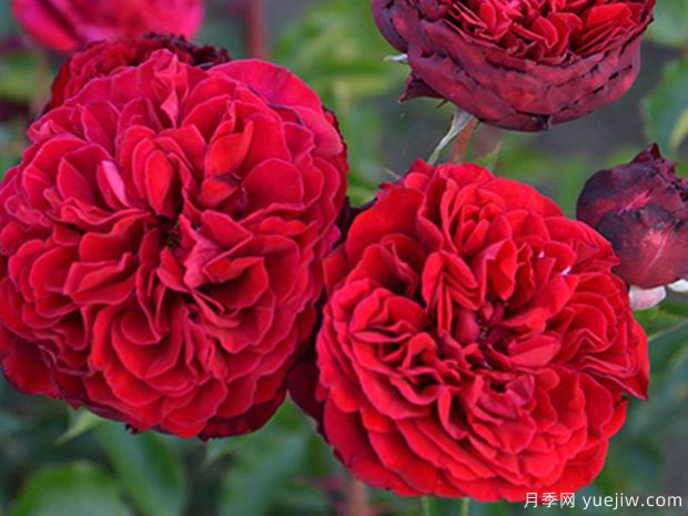 西哈诺月季/希拉诺(图1)