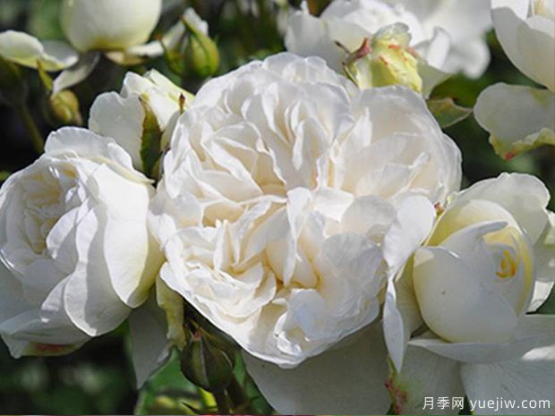 三位一体月季的优缺点是什么？(图1)