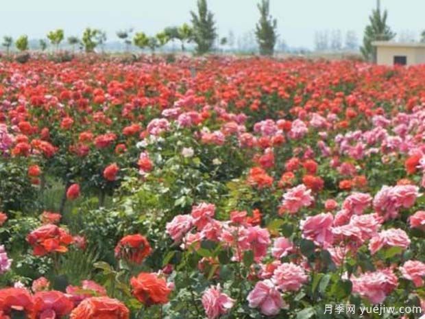 渭南月季市花文化和月季景观(图3)