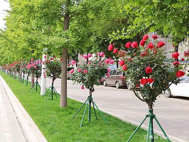 铜川月季市花文化和月季景观(图4)