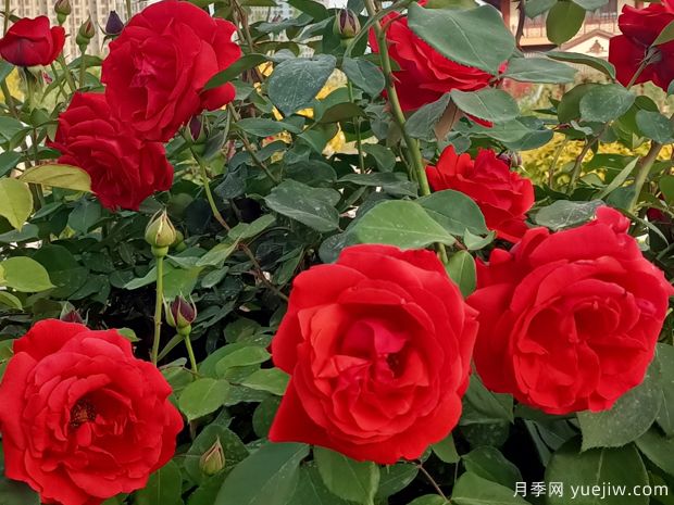 阿克苏月季市花文化和月季景观(图1)