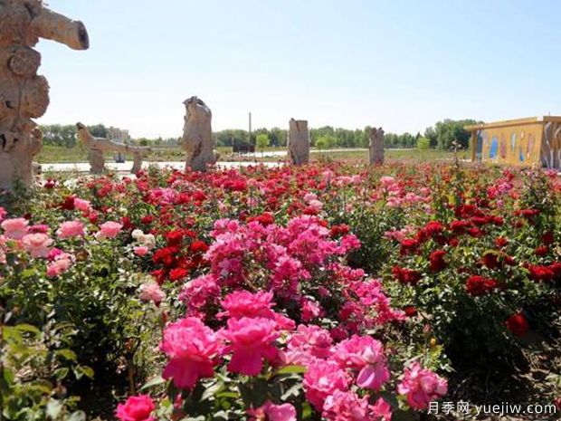 喀什月季市花文化和月季景观(图2)