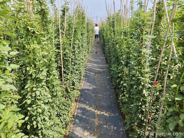 1.5米高藤本月季十多个品种进入秋季销售期(图3)