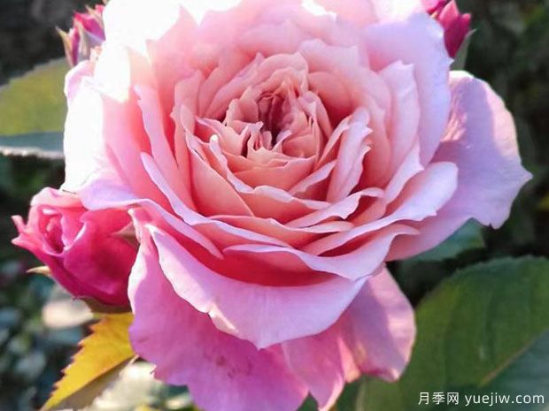 威廉克里斯蒂月季/威廉克里斯汀(图3)