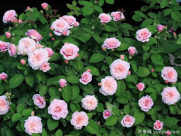 威廉克里斯蒂月季/威廉克里斯汀(图4)