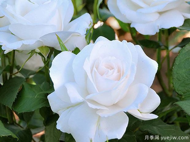 冰峰月季/安纳普尔纳峰月季(图2)