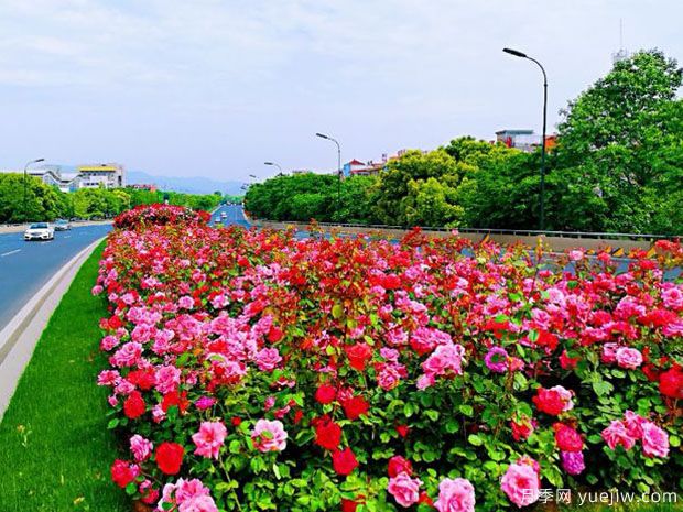 义乌月季市花文化和月季景观(图2)