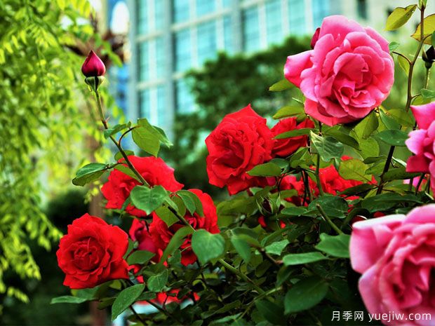 天水月季市花文化和月季景观(图3)