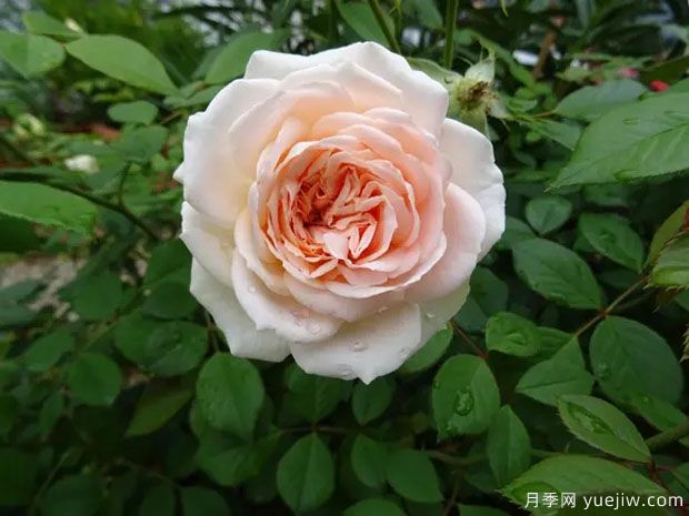 马蒂亚斯克劳迪斯月季(图2)