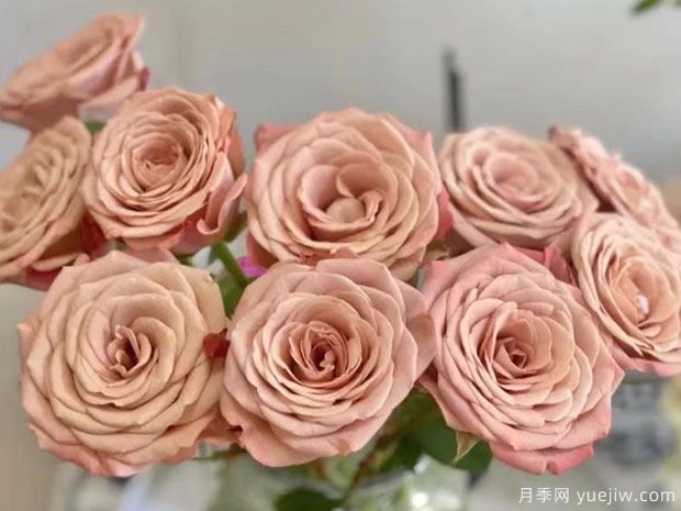 卡布奇诺月季有什么优缺点？如何养护？(图1)