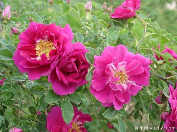 兰州玫瑰市花文化和月季景观(图1)