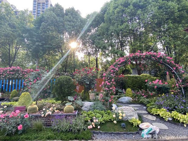 德阳月季市花文化和月季景观(图4)