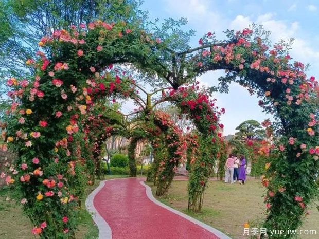 恩施月季市花文化和月季景观(图2)