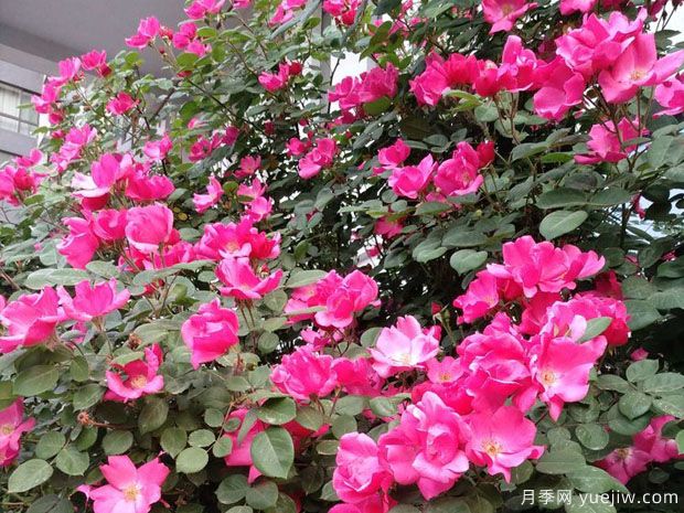 晋中月季市花文化和月季景观(图4)