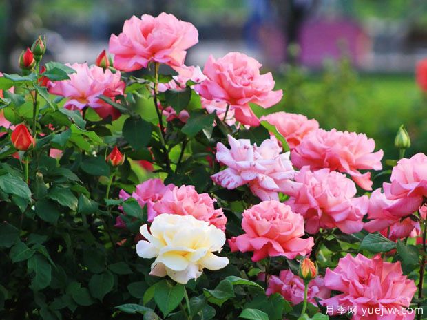 长治月季市花文化和月季景观(图2)