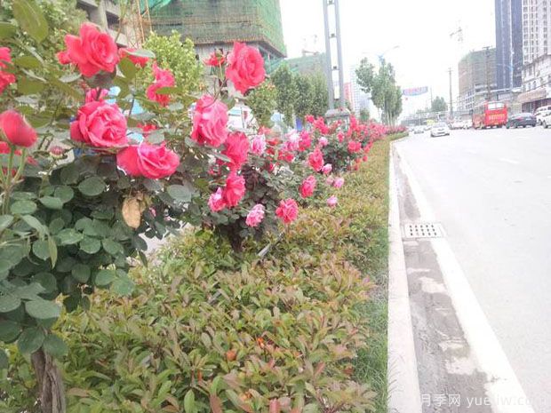 运城月季市花文化和月季景观(图2)