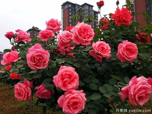 韩城月季市花文化和月季景观(图1)