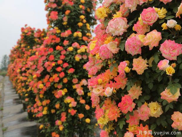 渭南月季市花文化和月季景观(图2)