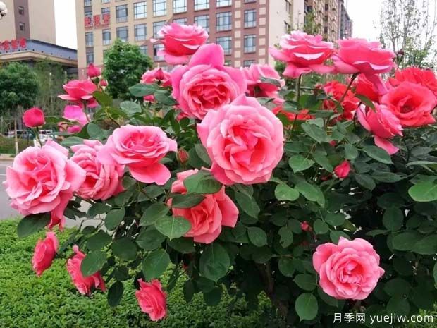 渭南月季市花文化和月季景观(图1)