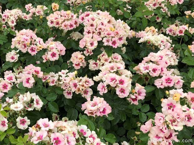 紫色见你月季/再见紫色月季(图3)