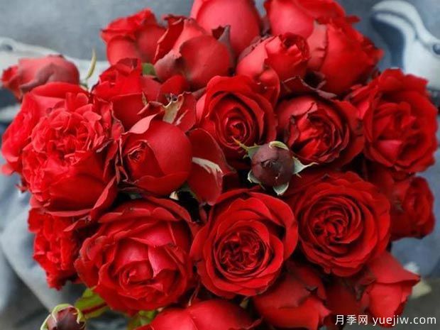红色优雅月季(图2)
