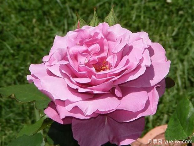 分享罕见的月季花品种，你见过吗(图2)