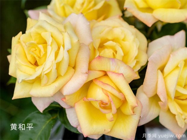 月季花事知多少？(图1)