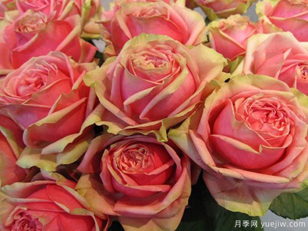 10个切花月季品种介绍，开花美还适合瓶插(图3)