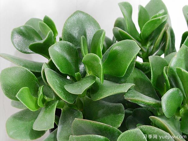 多肉植物之玉树图片和养护(图3)