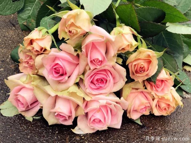 新生月季/新星月季(图2)