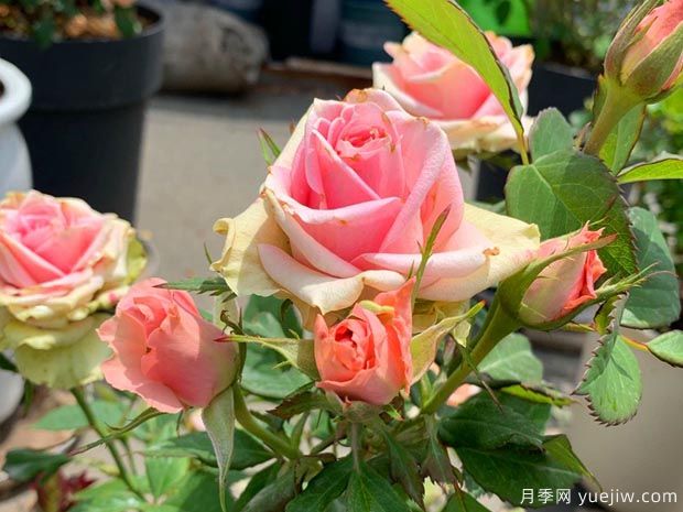 新生月季/新星月季(图3)