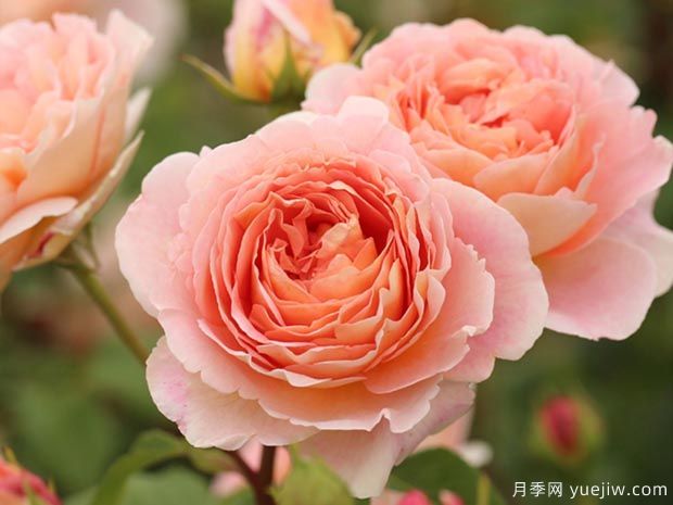 推荐10种最耐阴的浓香月季品种(图2)