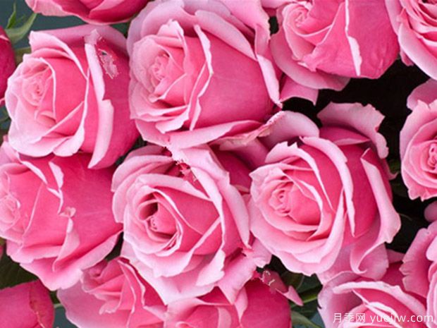 克劳迪亚月季(图1)