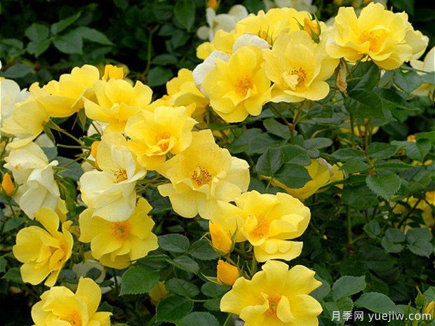 柠檬酒月季的优缺点是什么？(图1)
