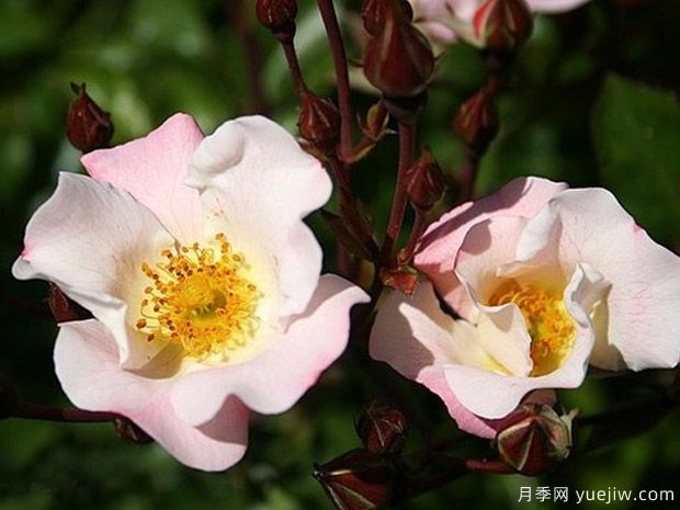 宾果玫迪兰月季(图1)