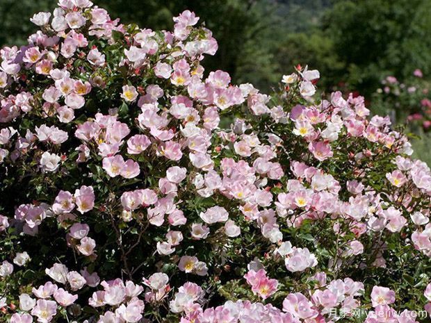 宾果玫迪兰月季(图2)