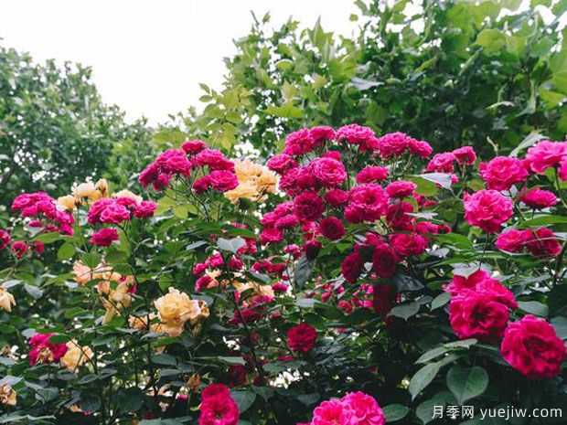 常州月季市花文化和月季景观(图4)